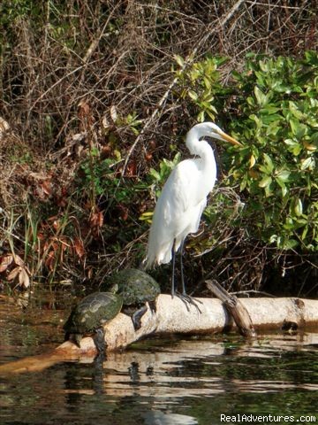 Guided eco river boat tour: Great white egret/w turtles
