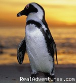 Free Accommodation in Cape Town: Photo #9