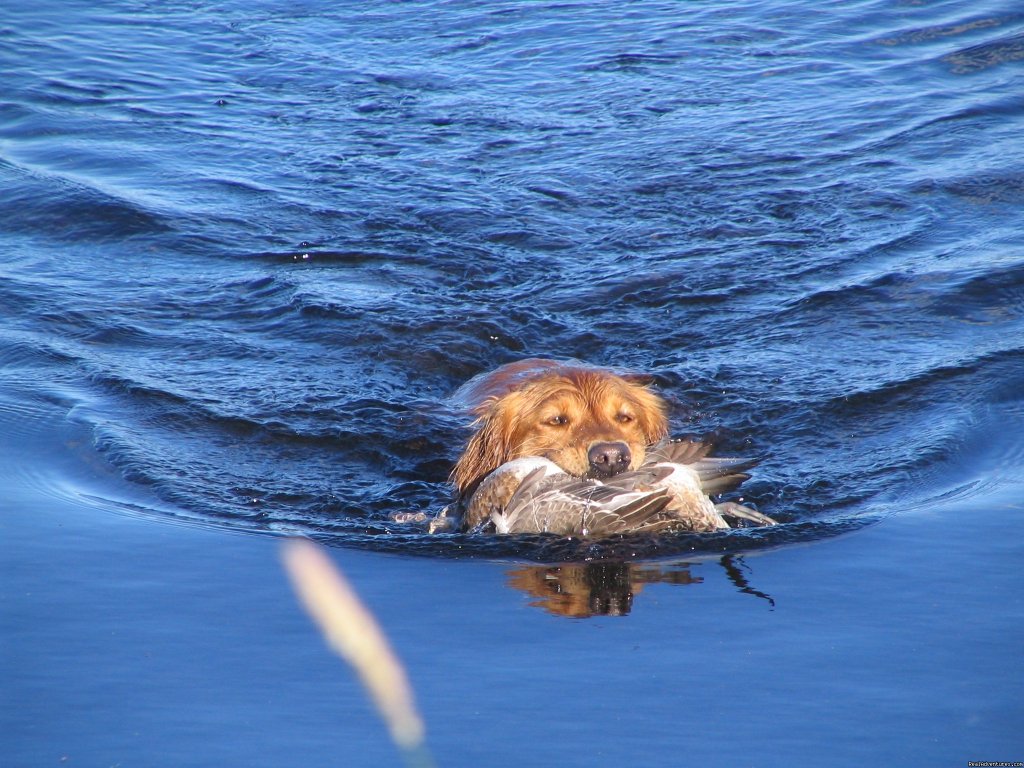 Mrs. Sophie | World Class Waterfowl Hunting Alberta | Image #9/25 | 