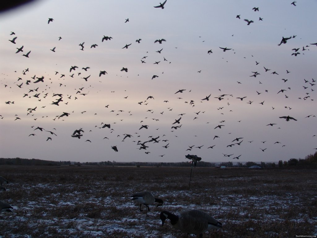 In your face mallards. | World Class Waterfowl Hunting Alberta | Image #24/25 | 