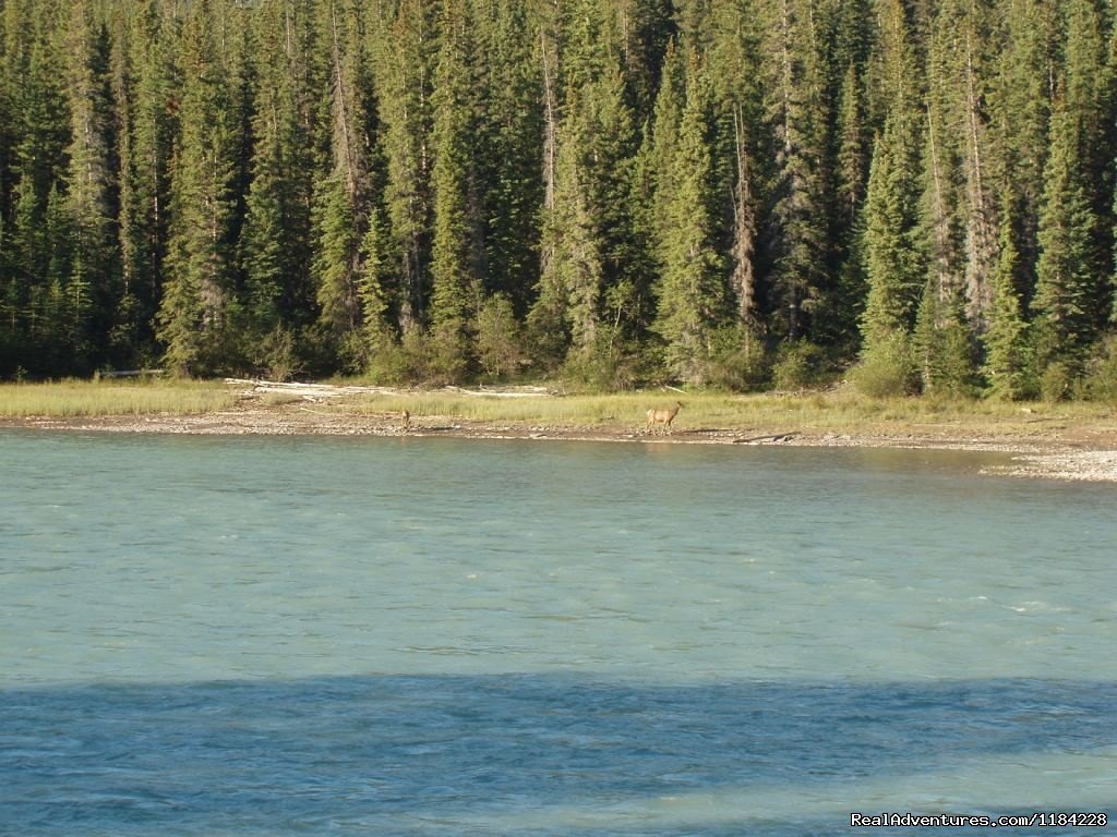 Cow Elk and Calf | Old Entrance Cabins & Trail Rides Near Jasper Park | Image #10/12 | 