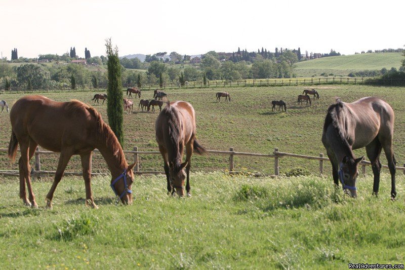 Horses In The Paddocks | Romantic weeks  in Agriturismo  Renaccino | Image #6/12 | 