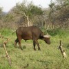 game drives Matulutulu tours and travel, Pennington, South Africa Sight-Seeing Tour game drives Matulutulu tours and travel, Pennington, South Africa Sight-Seeing Tour