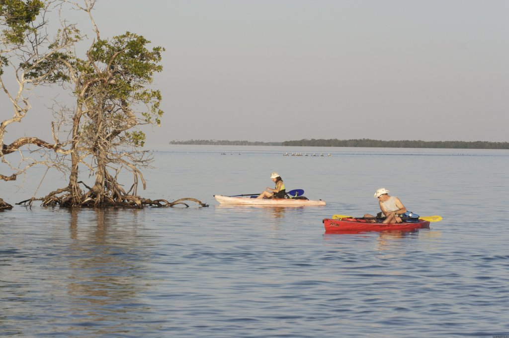 red mangrove point usually has spotted eagle rays | National Wildlife Refuge Kayak & Boat Tours | Florida Keys, Florida  | Eco Tours | Image #1/10 | 
