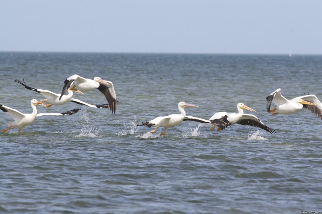  the flight of white pelicans is a symphony | National Wildlife Refuge Kayak & Boat Tours | Image #4/10 | 