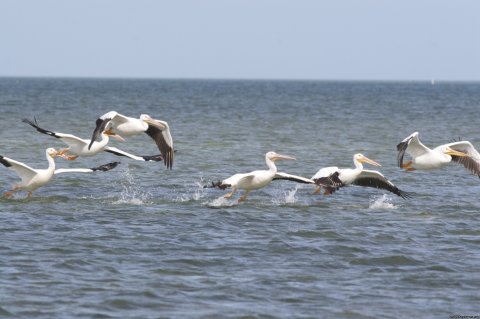  the flight of white pelicans is a symphony