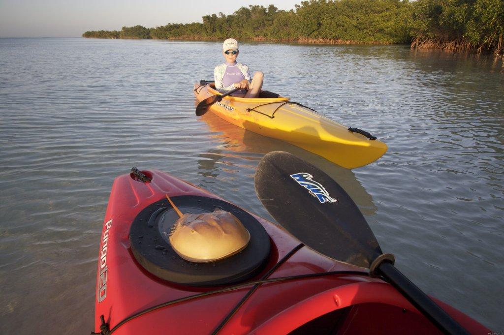 horseshoe crab exoskeleton are molted seasonally | National Wildlife Refuge Kayak & Boat Tours | Image #9/10 | 