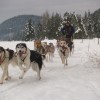 Dog Sled Tours and Classes -True North Expeditions