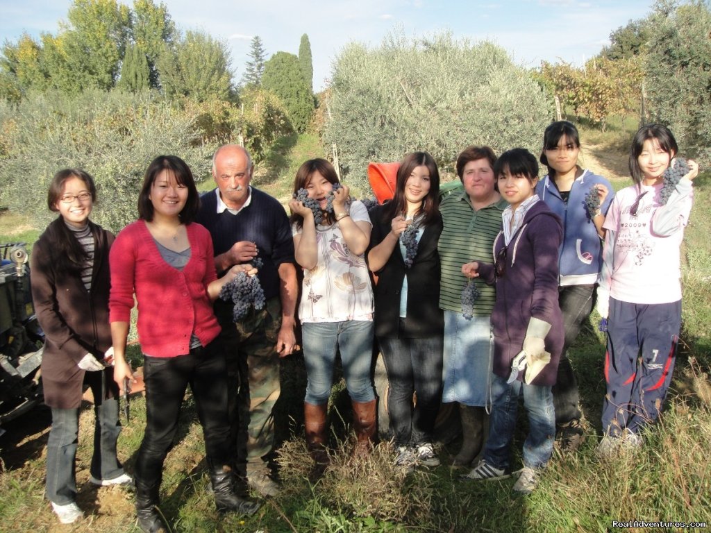 Grape harvest | Learn Italian in Tuscany @ Il Sasso | Image #7/17 | 