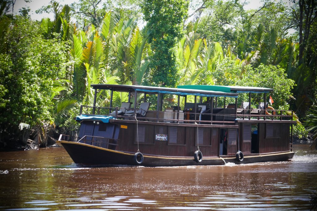 The Sekonyer In The Nipa Mangroves | Orangutan River Cruises | Image #18/18 | 