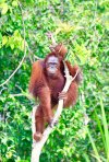 Orangutan River Cruises | Palangkaraya, Indonesia