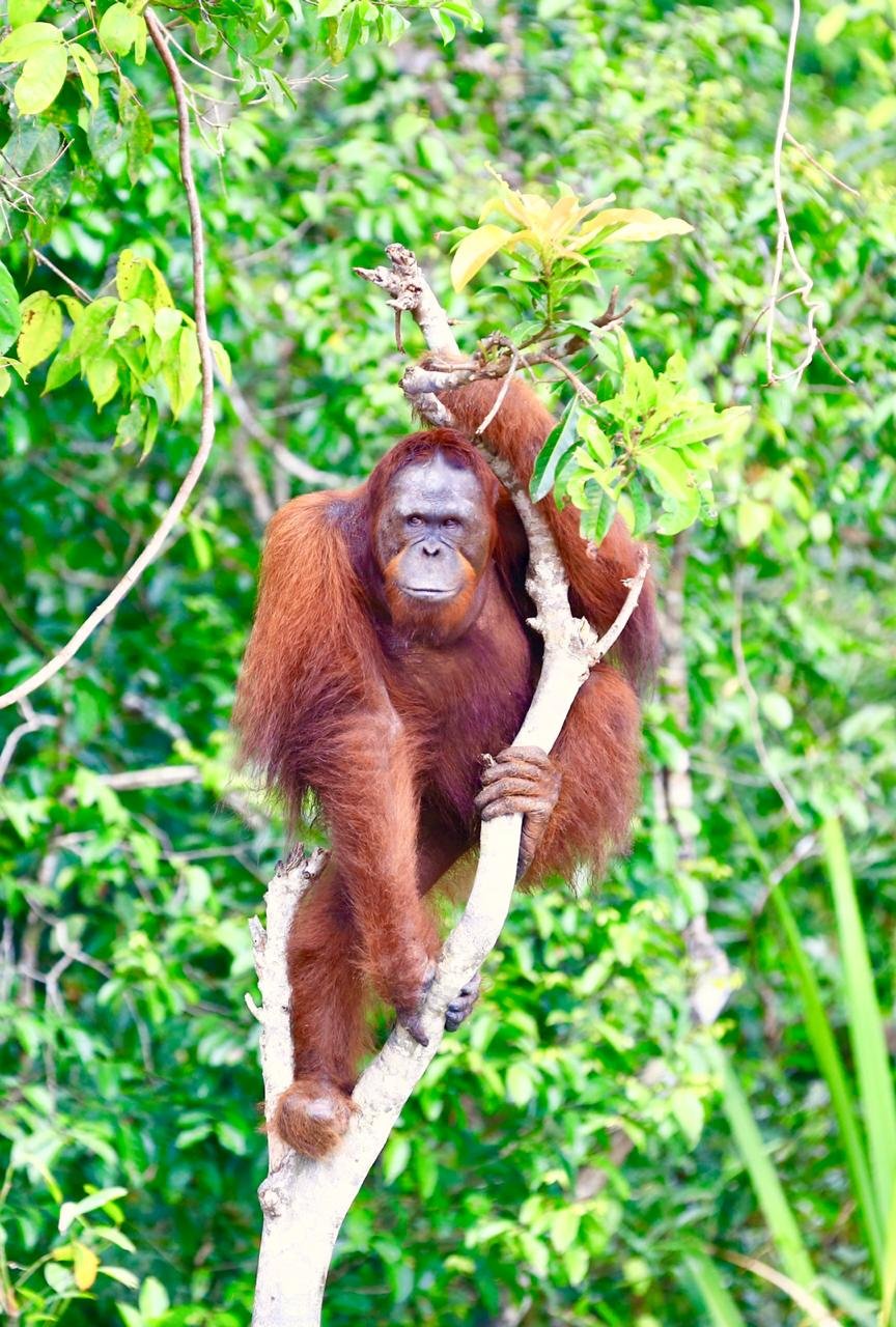 Orangutan On Kaja Island | Orangutan River Cruises | Palangkaraya, Indonesia | Cruises | Image #1/18 | 