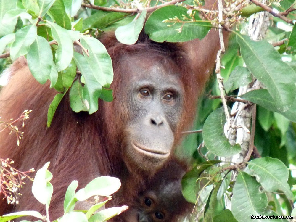 Mother Orangutan And Baby On River Island | Orangutan River Cruises | Image #6/18 | 