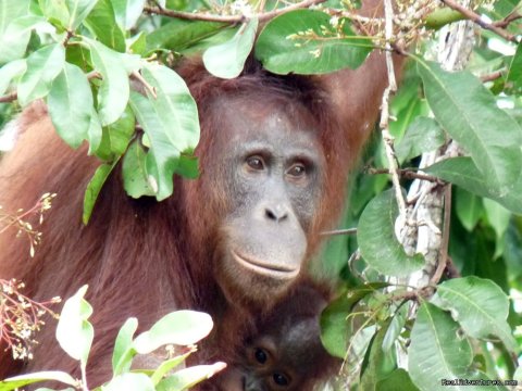 Mother Orangutan And Baby On River Island