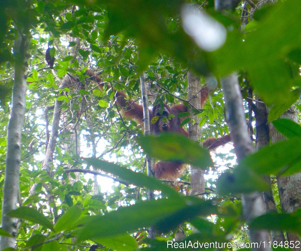 Sighting Of A Wild Orangutan In The Sebangau National Park | Orangutan River Cruises | Image #14/18 | 