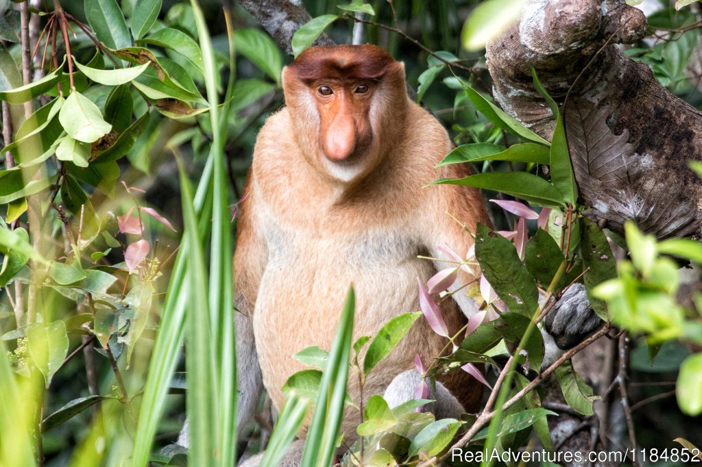 Proboscis Monkey | Orangutan River Cruises | Image #2/18 | 
