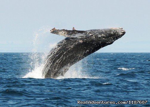 Breach | Eagle Wing Whale Watching | Image #7/10 | 