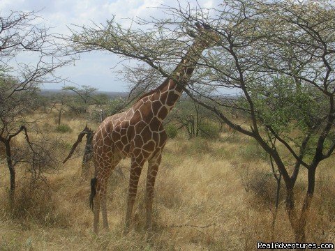 Reticulated Giraffe in Samburu Game Reserve in Northern keny | Birding Tours & Wildlife Photography in Kenya-Afri | Nairobi, Kenya | Wildlife & Safari Tours | Image #1/5 | 