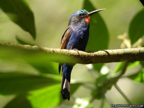 Blue headed Beeeater | Birding Tours & Wildlife Photography in Kenya-Afri | Image #2/5 | 