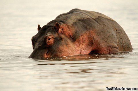 Hippo lake Naivasha kenya