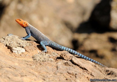 red headed Agama lizard | Birding Tours & Wildlife Photography in Kenya-Afri | Image #5/5 | 