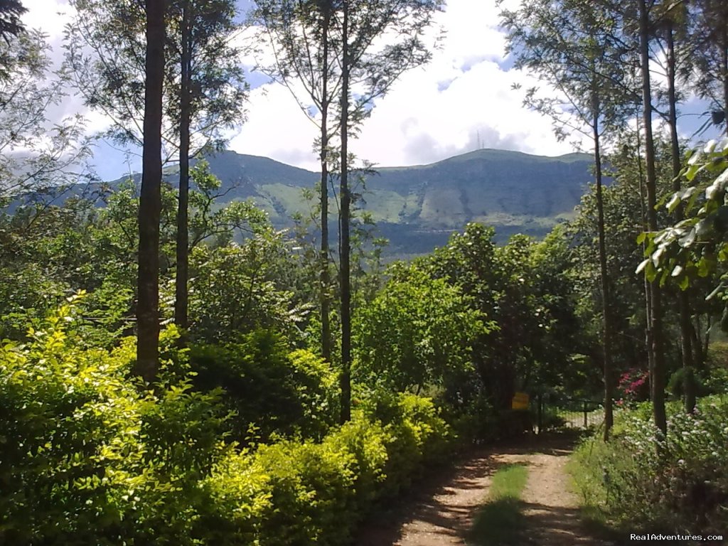 Giri View from Deivigiri Homestay Chikmagalur | Jungle camping Devigiri Coffee Estate Chikmagalur | Image #3/21 | 