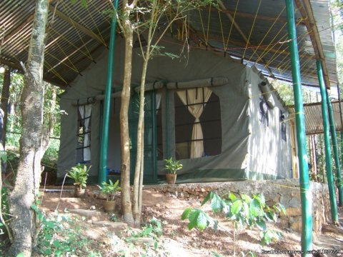 Jungle Cottage/camp/tent in Devigiri Chikmagalur