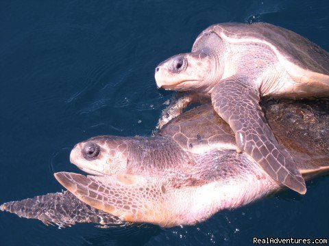 mating turtles are often spotted in season