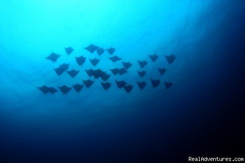 Devil rays flying at the Catalina Islands
