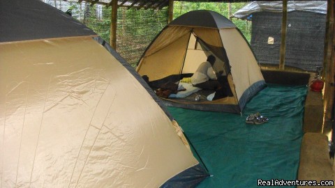 Wilderness Getaways at Civet Creek Camp - Coorg: Some guests inside the tents