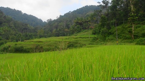 Wilderness Getaways at Civet Creek Camp - Coorg: Paddy Terreces around Civet Creek