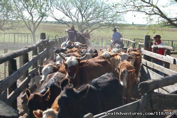 Working in the ranch | Unique Argentine Estancia | Image #6/18 | 