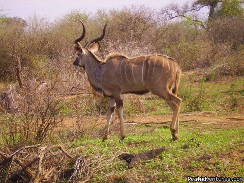 Kudu | Kruger Park & Cape Town Combo | Image #10/10 | 