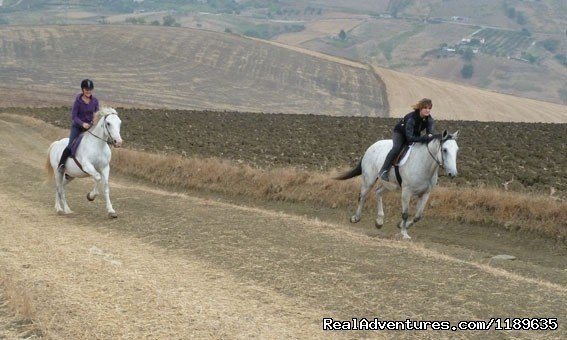 Enjoying a full out gallop | Sicily - Horse Riding and Activity Holidays | Image #8/18 | 