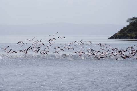 Flamingo on lake shalla