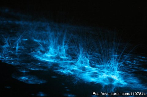 Bioluminescence (June-Sept)