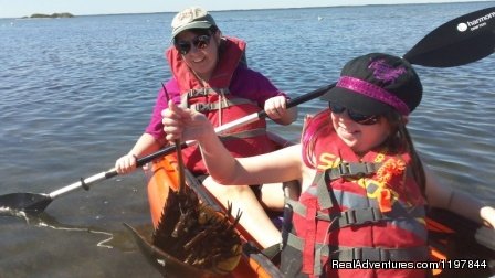 Checking Out Horse Shoe Crab | A Day Away Kayak Tours | Image #5/11 | 