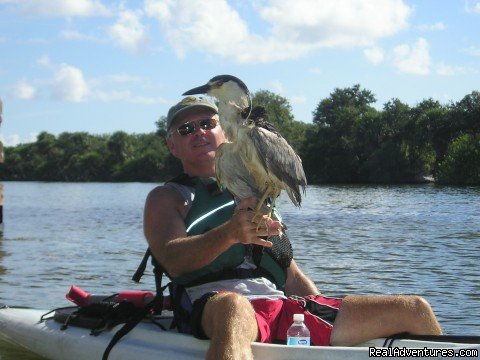 Rescued Night Heron | A Day Away Kayak Tours | Image #11/11 | 