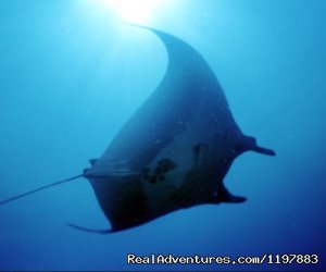 Scuba Diving In Costa Rica With Bill Beard | Playa Hermosa, Costa Rica Articles | Great Vacations & Exciting Destinations