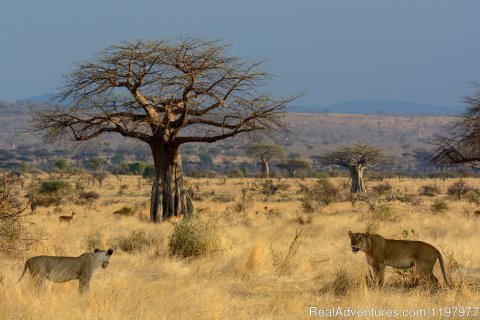 Lions In Ruaha Np
