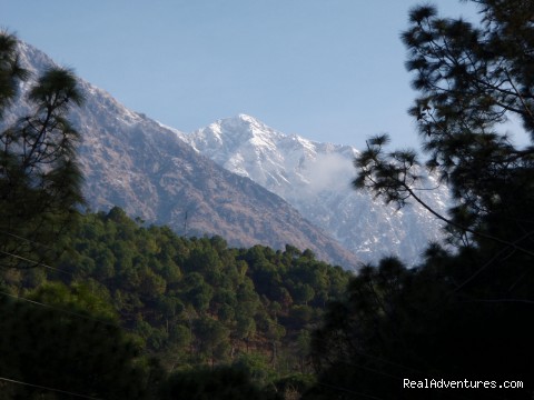 View of Dhauladhar - TaraVilla-Tea Tourism Homestay Resort - himachal pradesh: kangra india bed & breakfasts palampur kangra valley