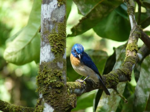 Borneo Blue Fly Catcher