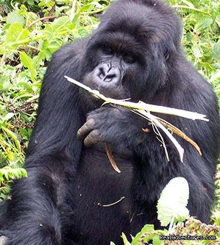 Gorilla Tracking - Lets Go Travel Uganda: Great deals on Adventure - kampala uganda wildlife safari kampala