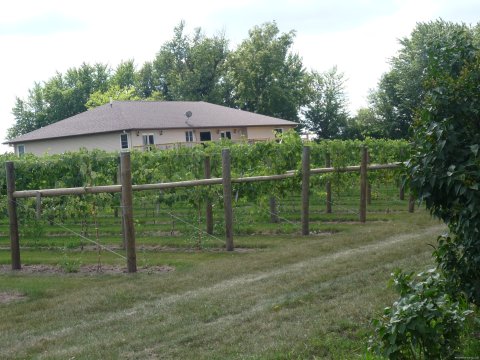 stroll through the vineyard