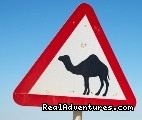 Photo #1 - Car & driver Tours Click to view prices - south: wadi rum jordan sight-seeing tour