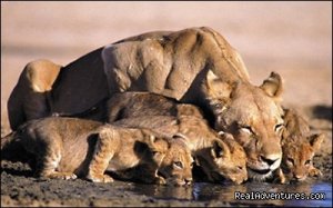 Masai Mara Migration Safari in Kenya | Nairobi, Kenya Wildlife & Safari Tours | Great Vacations & Exciting Destinations
