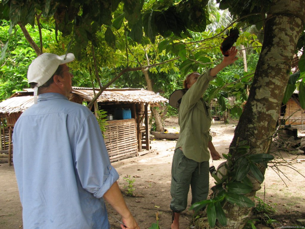 Guest touching the parrot | Villagestay & Trekking In Solomon Islands. | Image #11/14 | 