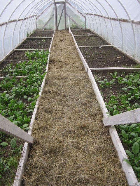 One of our organic greenhouses