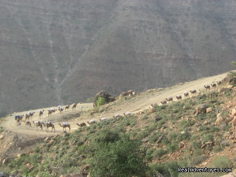 Camel caravans - Edenland Tour and Travel Ethiopia - ethiopia ethiopia sight-seeing tour addis ababa