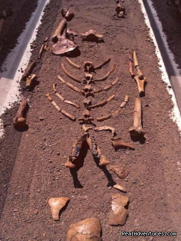 Our earliest hominid - Lucy - Edenland Tour and Travel Ethiopia - ethiopia ethiopia sight-seeing tour addis ababa
